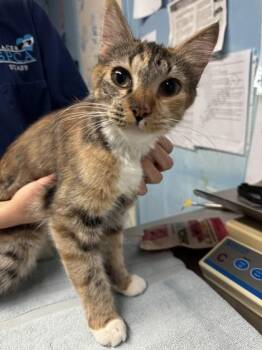 Domestic Long Hair and Domestic Short Hair Cats Available for Adoption in Roseville, California - Clara | PetCurious