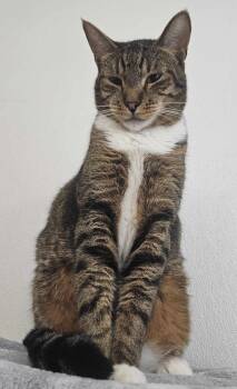 Rescue Domestic Short Hair Cats for Adoption in Huntington Beach, California - Teddy Bear | PetCurious