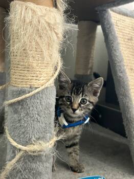Rescue Domestic Short Hair Cats for Adoption in Boerne, Texas - Order | PetCurious