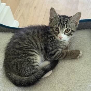 Katie -  Domestic Short Hair Cat for Adoption in Philadelphia, Pennsylvania - Katie | PetCurious