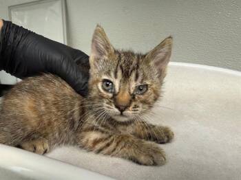 HONOR -  Domestic Short Hair Cat for Adoption in Antioch, California - HONOR | PetCurious