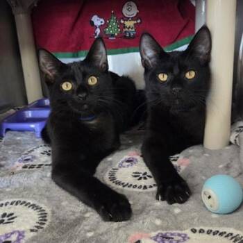 Rod -  Domestic Short Hair Cat for Adoption in Westland, Michigan - Rod | PetCurious