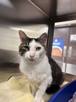 Rescue Domestic Short Hair Cats for Adoption in West Chester, Pennsylvania - Archie | PetCurious