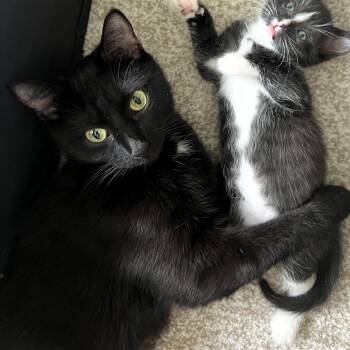 Rescue Domestic Short Hair Cats for Adoption in Fairfax, Virginia - Tiny Dancer | PetCurious
