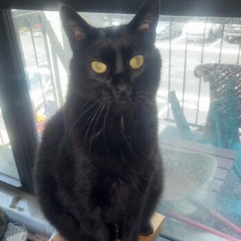 Lance -  Domestic Long Hair Cat for Adoption in Tampa, Florida - Lance | PetCurious