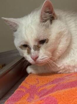 Mr. Isaiah -  Domestic Medium Hair and Domestic Short Hair Cat for Adoption in Chamblee, Georgia - Mr. Isaiah | PetCurious