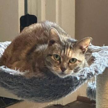 Rescue Domestic Short Hair Cats for Adoption in Sterling, Virginia - Medusa Iola | PetCurious