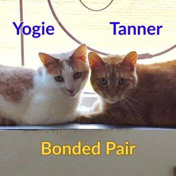 Tanner -  Domestic Short Hair Cat for Adoption in North Saint Paul, Minnesota - Tanner | PetCurious
