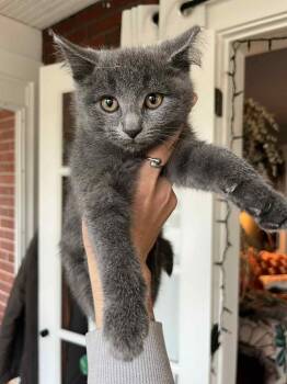 Rescue Domestic Short Hair Cats for Adoption in Akron, Ohio - Wanda | PetCurious