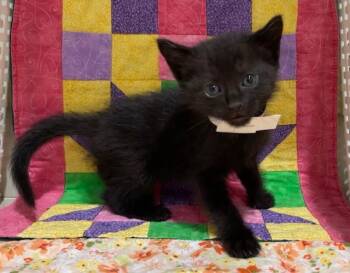 PHOENIX -  Domestic Short Hair Cat for Adoption in Riverside, California - PHOENIX | PetCurious