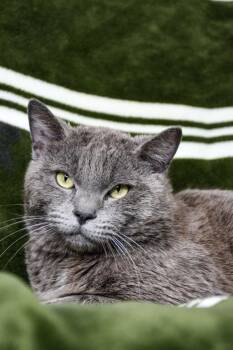 Russian Blue and Domestic Short Hair Cats Available for Adoption in Yakima, Washington - Baptiste | PetCurious