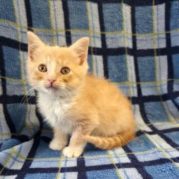 Tush Push -  Domestic Short Hair Cat for Adoption in Mt. Juliet, Tennessee - Tush Push | PetCurious