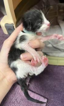 Shed -  Domestic Short Hair Cat for Adoption in Roseville, California - Shed | PetCurious