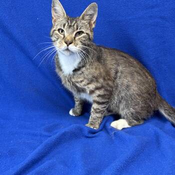 Sophie -  Domestic Short Hair Cat for Adoption in Valdosta, Georgia - Sophie | PetCurious