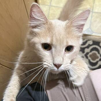 Rescue Domestic Medium Hair Cats for Adoption in Bloomington, Indiana - Deimos | PetCurious