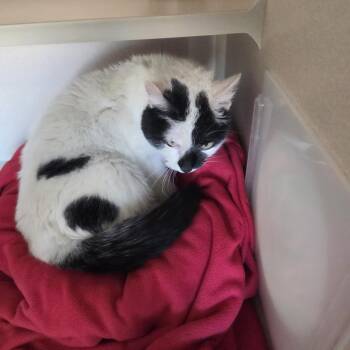 Domestic Short Hair Cats Available for Adoption in Pagosa Springs, Colorado - Squeak | PetCurious