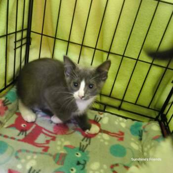 Cedar -  Domestic Short Hair Cat for Adoption in Jessup, Maryland - Cedar | PetCurious