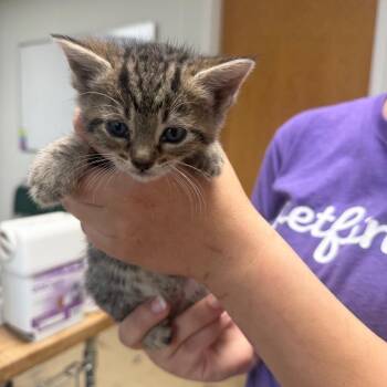 Nena -  Domestic Short Hair Cat for Adoption in Canton, Illinois - Nena | PetCurious