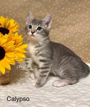 Calypso -  Domestic Medium Hair Cat for Adoption in Groveland, Massachusetts - Calypso | PetCurious