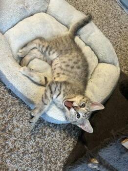 Come On Eileen 0248 -  Domestic Medium Hair Cat for Adoption in Dallas, Texas - Come On Eileen 0248 | PetCurious