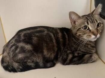 Miracle -  Domestic Short Hair Cat for Adoption in Fairfax, Virginia - Miracle | PetCurious