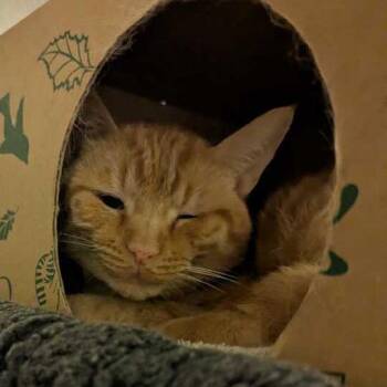 Crabapple -  Domestic Short Hair Cat for Adoption in Dayton, Ohio - Crabapple | PetCurious