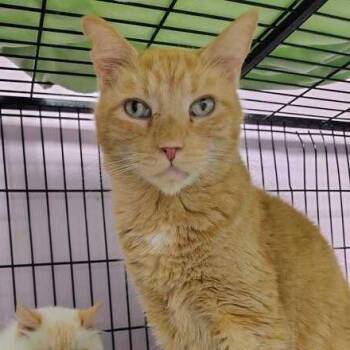 Pumpkin Pie -  Domestic Short Hair Cat for Adoption in Davenport, Iowa - Pumpkin Pie | PetCurious
