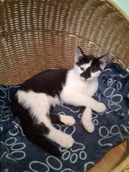 Snoopy #2 -  Domestic Short Hair Cat for Adoption in Westfield, Wisconsin - Snoopy #2 | PetCurious