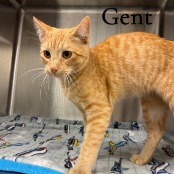 Gent -  Domestic Short Hair Cat for Adoption in Buffalo, Minnesota - Gent | PetCurious