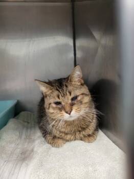 Rescue Domestic Short Hair Cats for Adoption in Fishers, Indiana - Journey | PetCurious