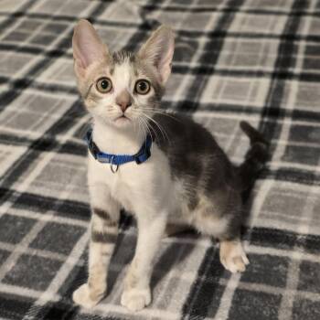 Leia -  Domestic Short Hair Cat for Adoption in Sedalia, Colorado - Leia | PetCurious
