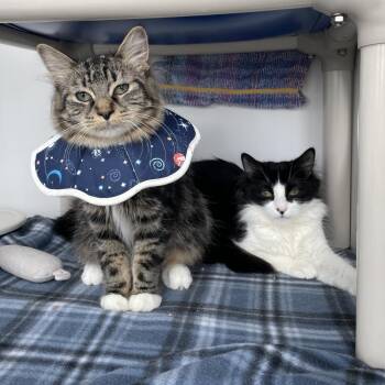 Domestic Medium Hair Cats Available for Adoption - Storm | PetCurious