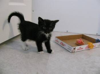 Rescue Domestic Short Hair Cats for Adoption in Aurora, Colorado - PEPPER | PetCurious