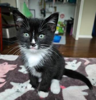 Jet -  Tuxedo Cat for Adoption in Indianapolis, Indiana - Jet | PetCurious