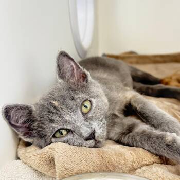 Daphne -  Domestic Short Hair Cat for Adoption in Ojai, California - Daphne | PetCurious