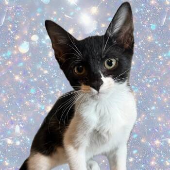Jill -  Domestic Short Hair Cat for Adoption in Denison, Texas - Jill | PetCurious