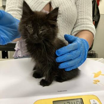 Floyd -  Domestic Medium Hair Cat for Adoption in Las Cruces, New Mexico - Floyd | PetCurious