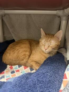 BENSON -  Domestic Short Hair Cat for Adoption in Omaha, Nebraska - BENSON | PetCurious