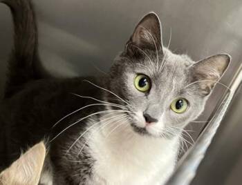 Rescue Domestic Short Hair Cats for Adoption in Annapolis, Maryland - Tona | PetCurious