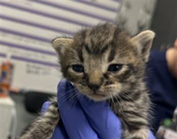 Rescue Domestic Short Hair Cats for Adoption in Ontario, California - BAMBI- IN FOSTER | PetCurious