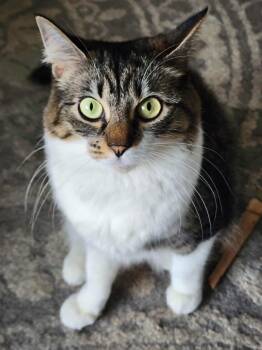 Domestic Long Hair Cats Available for Adoption in Chicago, Illinois - Cookie | PetCurious