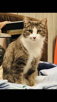 Walter -  Domestic Short Hair Cat for Adoption - Walter | PetCurious