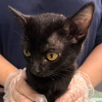 Shadow (In foster) -  Domestic Short Hair Cat for Adoption in Newark, New Jersey - Shadow (In Foster) | PetCurious