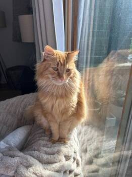 Ginger -  Domestic Long Hair Cat for Adoption in Rockaway, New Jersey - Ginger | PetCurious
