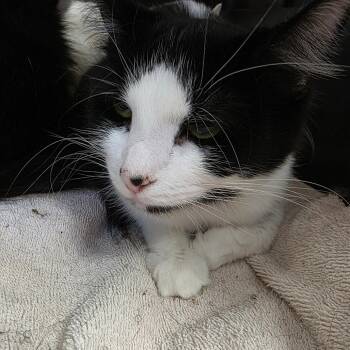 Tessie -  Domestic Medium Hair Cat for Adoption in Watertown, New York - Tessie | PetCurious
