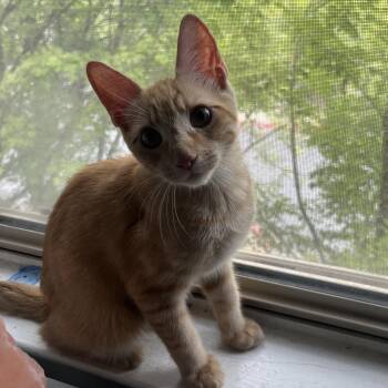 Ginger -  Domestic Short Hair Cat for Adoption in Davis, California - Ginger | PetCurious