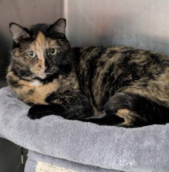 Tortoiseshell and Domestic Short Hair Cats Available for Adoption in Island Lake, Illinois - Boggie | PetCurious