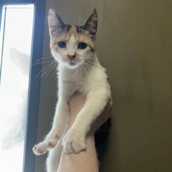 Domestic Short Hair Cats Available for Adoption in West Olive, Michigan - German Chocolate Cake | PetCurious