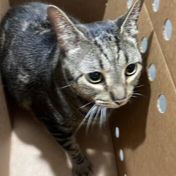 Domestic Short Hair Cats Available for Adoption in Tampa, Florida - Locket | PetCurious