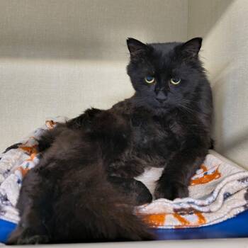 Mozart -  Domestic Medium Hair Cat for Adoption in Saint Marys, Pennsylvania - Mozart | PetCurious